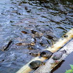 hungry fish in ueno in Ueno, Japan 