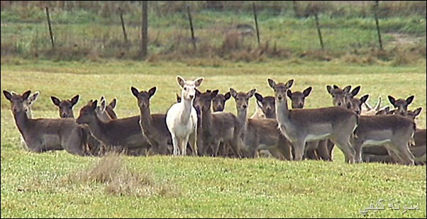 Death half deer British الموت
