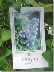 blueberriesbluejay2