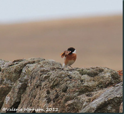 54-stonechat-and-emperor