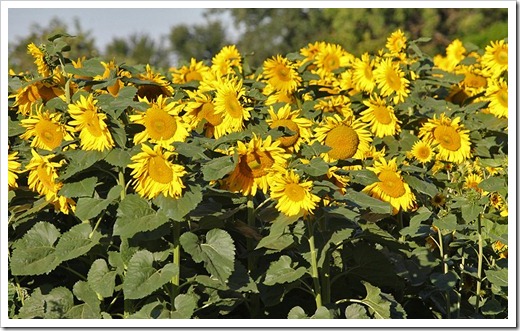 110707_sunflowers_davis_01