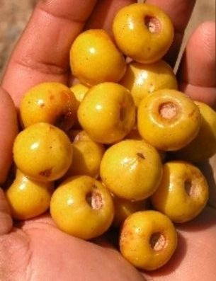 [Byrsonima%2520coriacea%255B2%255D.jpg]