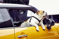 New-Mini-commercial-3