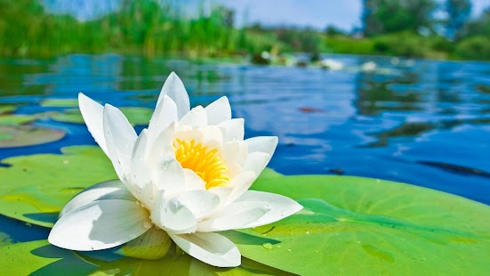 Lastest floral wallpaper APK
