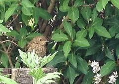 norma's baby robin