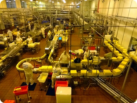 Tillamook Cheese production line.