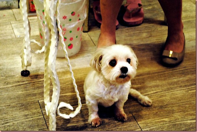 cute dog at feng chia night market