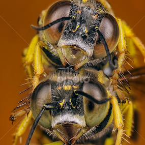 by SweeMing YOUNG - Animals Insects & Spiders