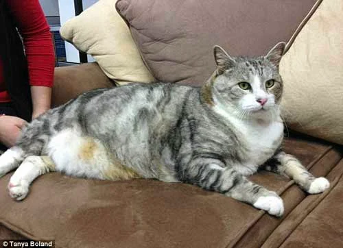 31 pound Australian cat