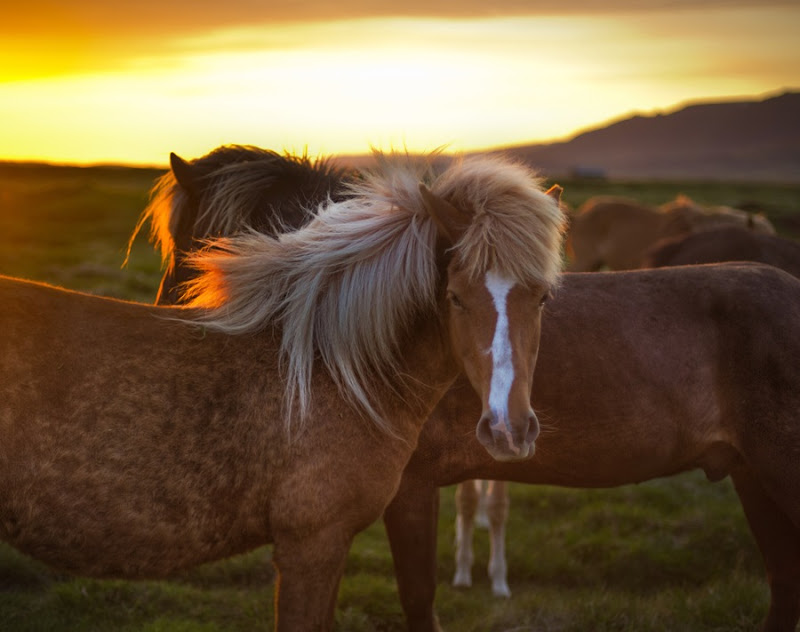 two horses in iceland