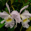 Cattleya