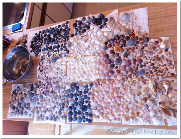 shell collection 