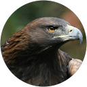 Sonia S profile picture