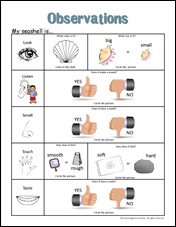 Shell Observations Observing Seashells • A Teaching Mommy