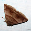 Moth (Noctuidae)