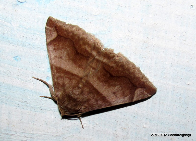 Moth (Noctuidae)