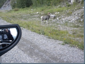 Big Horn Sheep