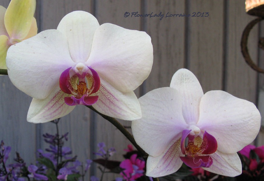 [01-09-orchid3%255B4%255D.jpg]