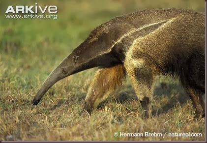 ARKive image GES001570 - Giant anteater