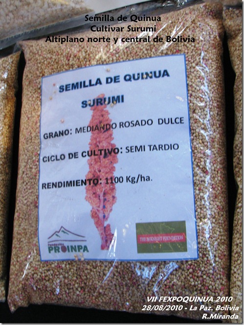 Semilla de Quinua del cultivar Surumi - Rubén Miranda - Laquinua.blogspot.com