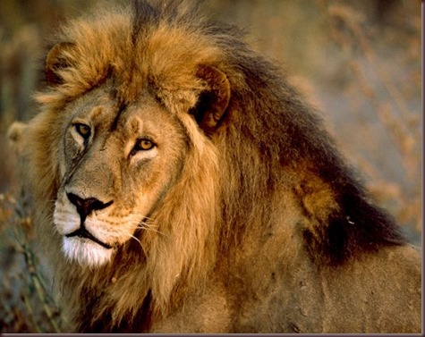 Amazing Animals Pictures Lion  (14)