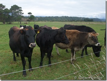 Cows by Karamea Estuary