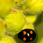 Orange-Spotted Lady Beetle
