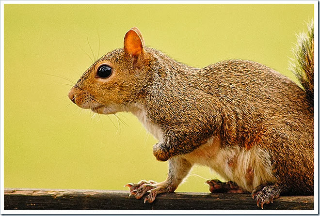 public-domain-pictures-squirrel-1 (285)