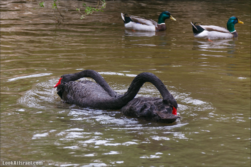 Ган Гуру - парк с кенгуру и другими австралийскими животными | Gan Guru | גן גורו | LookAtIsrael.com - Фото путешествия по Израилю