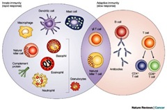 cells of immune system 