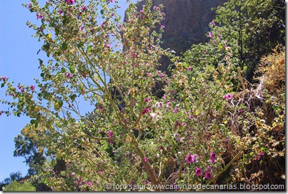 0613 Tamadaba-Berrazales(Malva arbórea) 0613 Tamadaba-Berrazales(Malva arbórea)