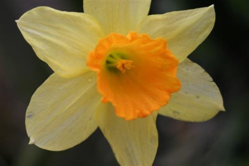 20080320narcis (Small)