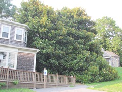 Ed Gorey House side of house w magnolia tree2