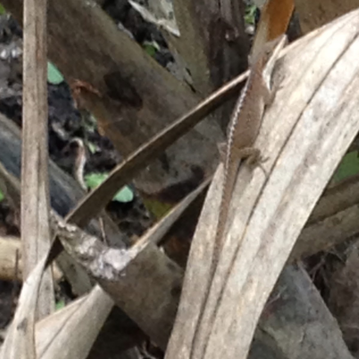 Brown Anole