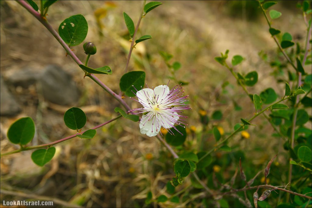LookAtIsrael.com: Фото-блог о путешествиях по Израилю. Тель Авив, Иерусалим, Хайфа 