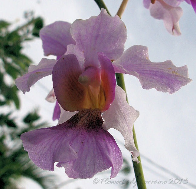 [03-14-vanda-orchids2%255B4%255D.jpg]