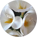 lig zou profile picture