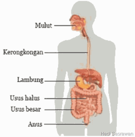 6 Organ Pencernaan Manusia dan Bagian-Bagiannya