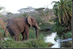 October 17, 2012 elephant in stream