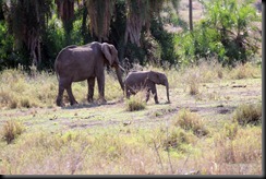 October 18 2012 Mom & baby elephant