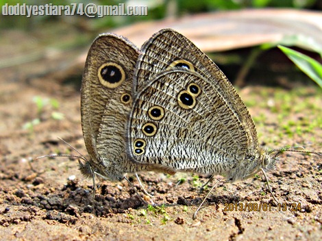 kupu-kupu Common Five Ring (Ypthima baldus) kawin di atas tanah