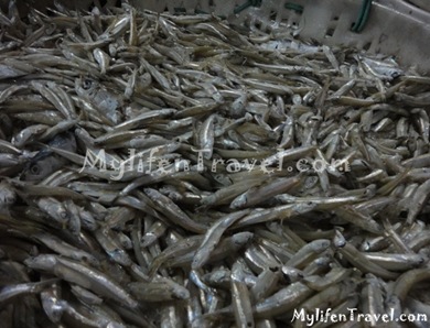 ikan Bilis di Tanjung Dawai 36