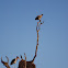 Marabou Stork & White-backed Vulture