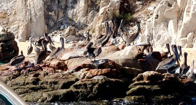 pelicans (1 of 1)
