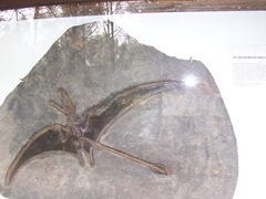 2008.09.10-009 eudimorphodon