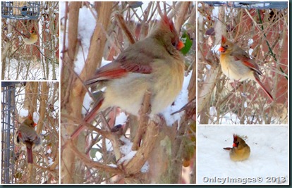 female cardinal-snow