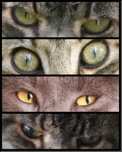 occhi di gatti