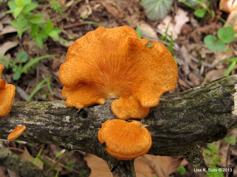 Polyporus arcularius spring polypore