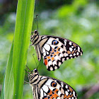 Citrus Swallowtails