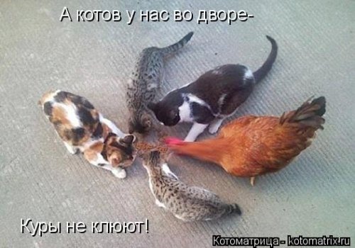 [1410530261_kotomatricy-33%255B3%255D.jpg]